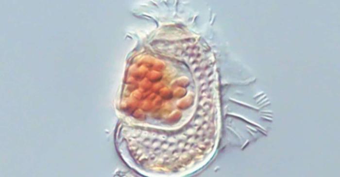 Ce formă de viață se află la granița dintre celulă și virus?