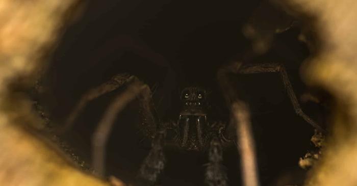 Cel mai mare arahnid din istorie nu a fost un păianjen, ci un scorpion marin mai mare decât un om