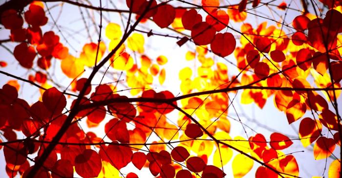 De ce emană un copac străvechi miros de caramel în fiecare toamnă?