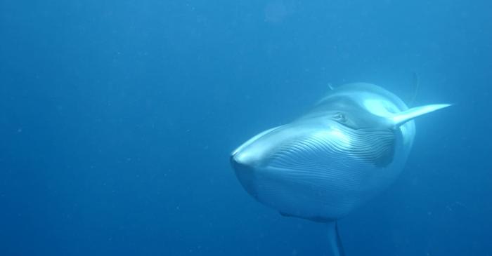 De ce nu s-a oprit niciodată vânătoarea de balene, în ciuda unui moratoriu mondial?