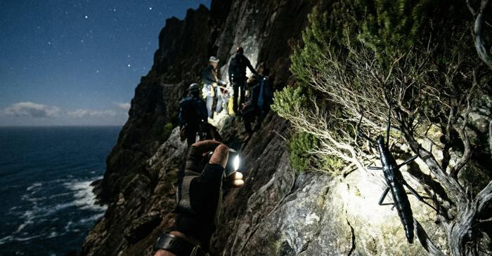 Homardii arboricoli au supraviețuit 80 de ani pe cel mai înalt stâncar din lume după ce au fost declarați dispăruți