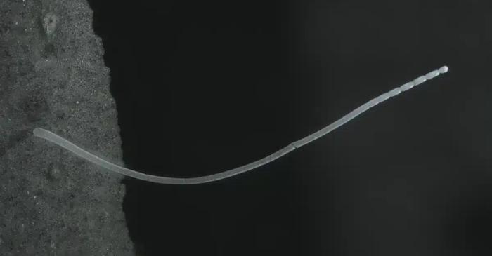 O bacterie de mărimea unei gene descoperită în Guadelupa schimbă definiția microbului