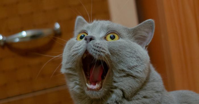 O echipă de cercetători britanici a dezvoltat un test pentru a evalua trăsăturile psihopatice ale pisicilor