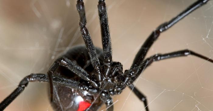 O femeie din California și-a injectat o văduvă neagră zdrobită pentru a obține euforie și a ajuns la terapie intensivă