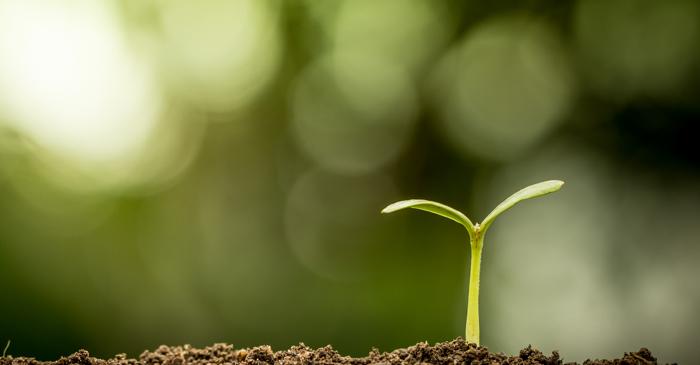 O invenție evolutivă de acum 360 de milioane de ani a permis plantelor să cucerească planeta