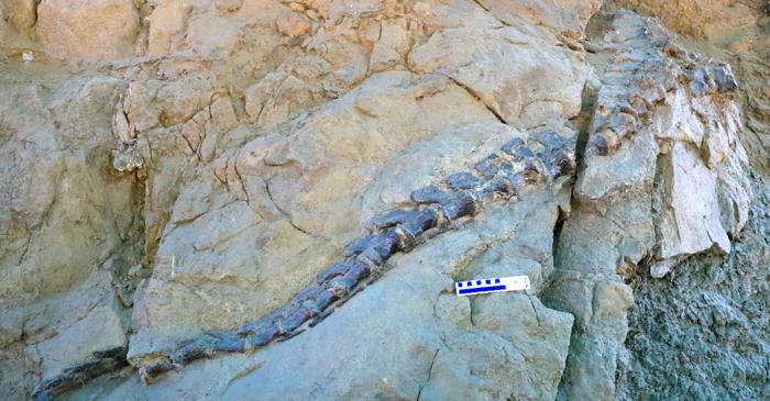 O nouă specie de dinozaur cu gât lung descoperită în China ar putea rescrie istoria sauropodelor