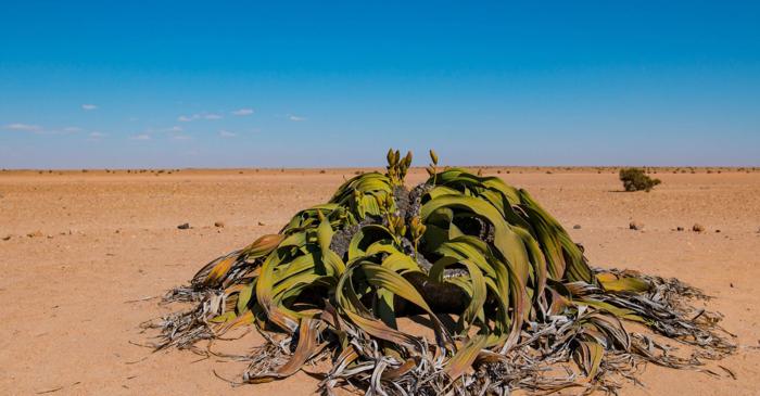 O plantă din deserturile Africii trăiește peste 1000 de ani cu doar două frunze
