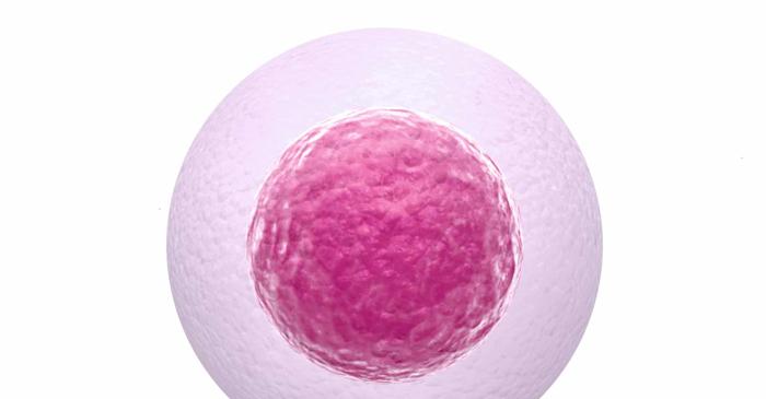 Ovulația a fost filmată pentru prima dată la șoareci în laborator