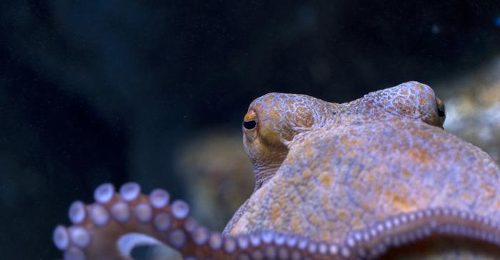 Pieuvra și caracatița sunt același animal, dar Victor Hugo a schimbat limbajul francez