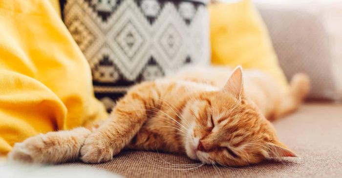 Pisicile dorm pe partea stângă pentru a detecta mai rapid pericolele