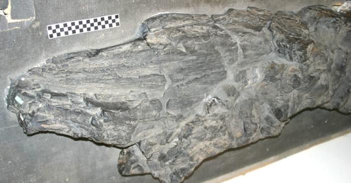 Prototaxites, fosila gigantică de 430 de milioane de ani, ar putea reprezenta o formă de viață complet necunoscută