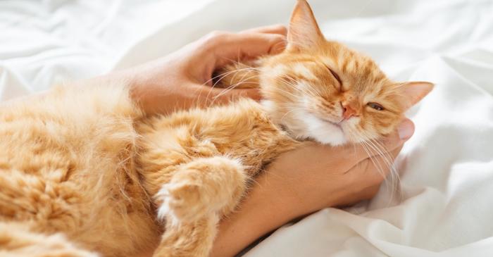 Torsul, nu mieunatul, dezvăluie adevărata identitate a unei pisici