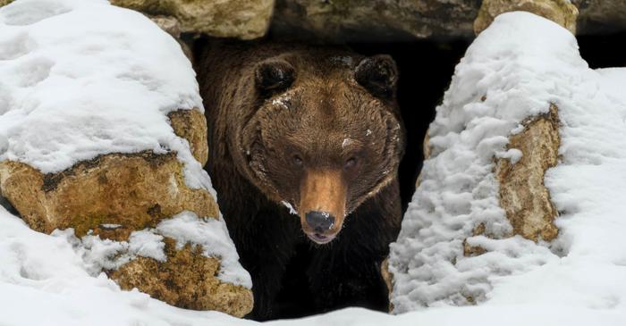 Urșii nu hibernează cu adevărat, ci intră într-o stare de torpoare care ar putea revoluționa medicina