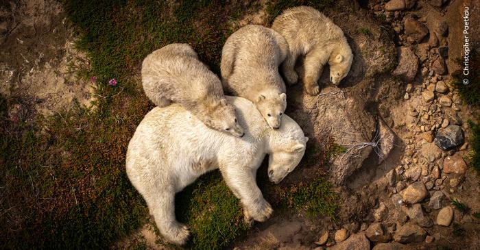 Urșii polari blocați pe uscat de încălzirea globală sunt condamnați la o lentă înfometare