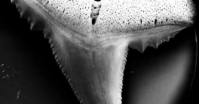 Aciditatea oceanelor fragilizează dinții rechinilor