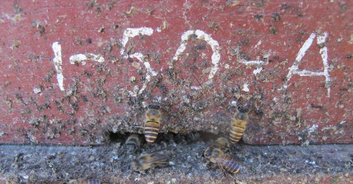 Albinele asiatice au dezvoltat un strigăt de alarmă unic împotriva viespilor gigant