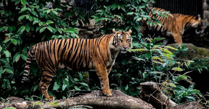 Blana portocalie a tigrului îl face invizibil pentru pradă, dar o țintă ușoară pentru oameni