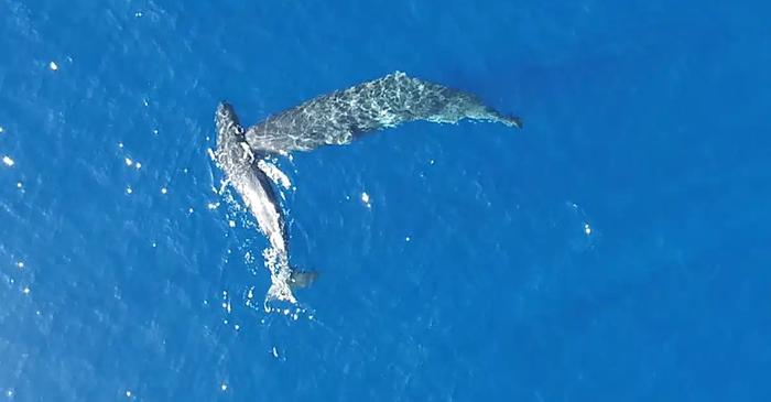 Cacaloții folosesc capul ca armă în lupte violente filmate pentru prima oară