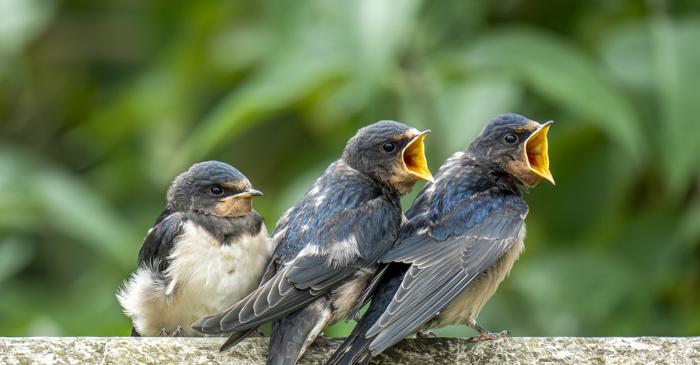 Cântecele păsărilor respectă o lege a limbajului considerată până acum specific umană