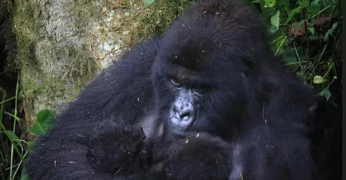 Ce stă în spatele valului neașteptat de nașteri de gemeni la gorilele din Congo?
