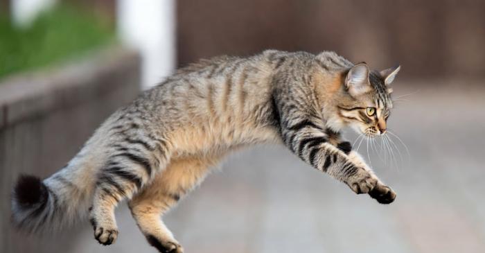 Coloana vertebrală a pisicilor dezvăluie secretul aterizării pe picioare
