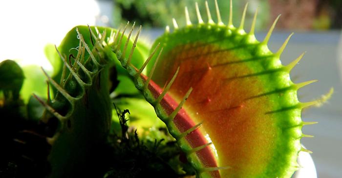 Cum ia o plantă carnivoră decizii fără a avea un creier?