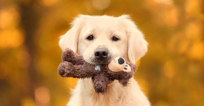 Cum înțeleg câinii ce este o jucărie, chiar dacă nu au mai văzut-o niciodată?