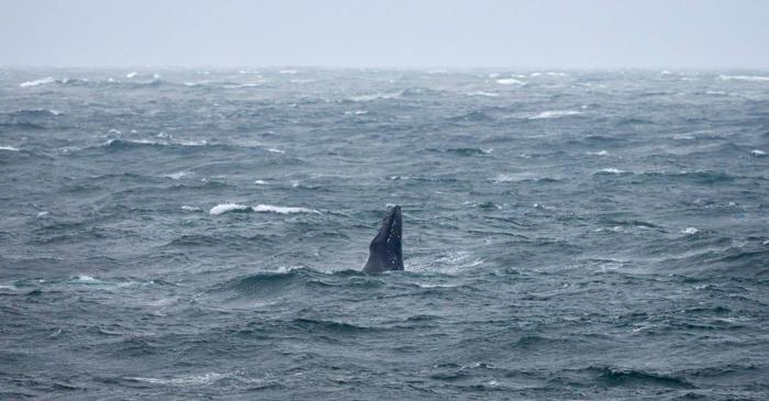 Cum reușesc balenele cu cocoașă să slăbească 11 tone fără să se îmbolnăvească?