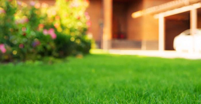 Cum să fertilizezi corect peluzele pentru o grădină luxuriantă care îți va impresiona vecinii