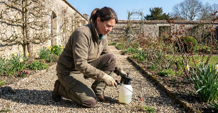 Cum transformi oțetul și sarea în cel mai puternic erbicid natural?