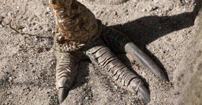 De ce o pasăre capabilă să ucidă un om atacă atât de rar?