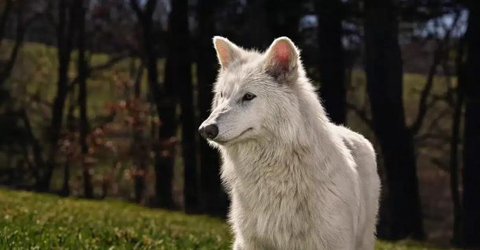 Ingineria genetică readuce la viață lupul uriaș dispărut în ultima epocă glaciară