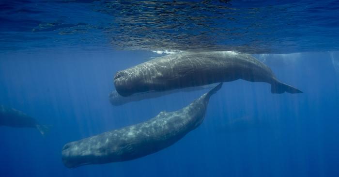 Inteligența artificială descifrează limbajul cașaloților pentru prima conversație între specii