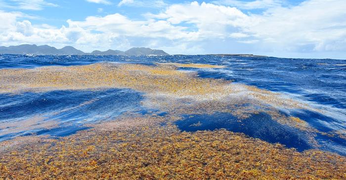 Marea centură de sargase din Atlanticul Nord a crescut de patru ori și amenință ecosistemele marine