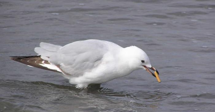 Mégoturile de țigarete reduc paraziții din cuiburile păsărilor