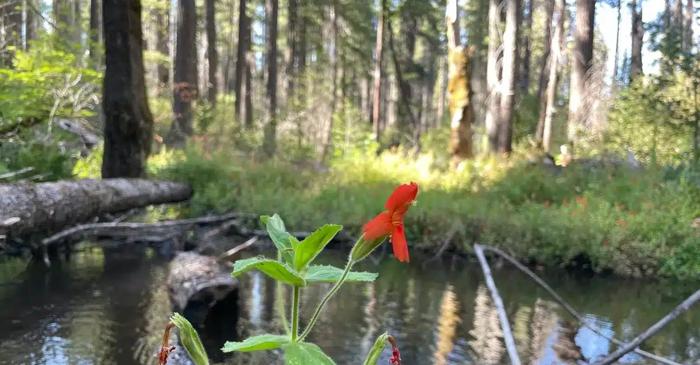 Mimula stacojie a evoluat în timp real pentru a supraviețui celei mai severe secete din ultimii 10.000 de ani