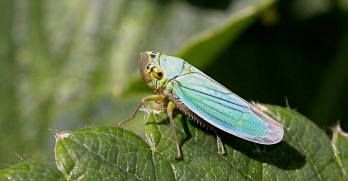 O bacterie stabilește un nou record cu cel mai mic genom descoperit vreodată