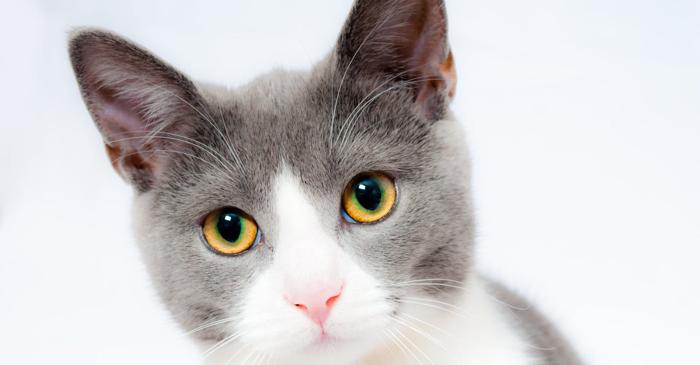 O cercetare finlandeză a identificat cinci tipuri de personalitate la pisici, strâns legate de rasă