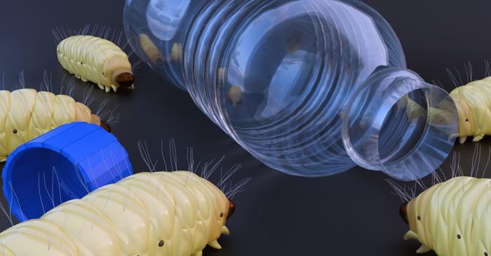 O omidă digeră pungile de plastic și le transformă în grăsime