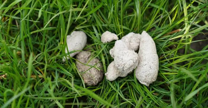 O revoluție în alimentația canină a dus la dispariția excrementelor albe de pe străzi