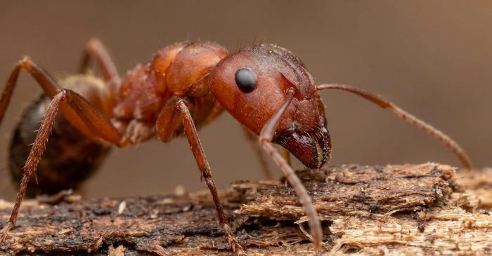 O specie de furnici practică amputări chirurgicale pentru a-și salva surorile infectate