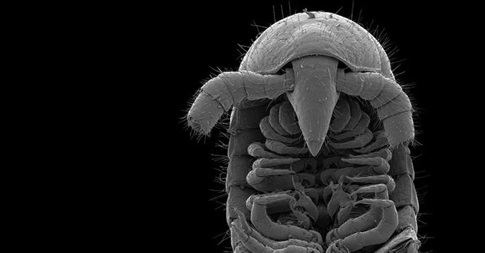 O specie de miriapod descoperită în Australia a doborât recordul mondial cu 1.306 de picioare