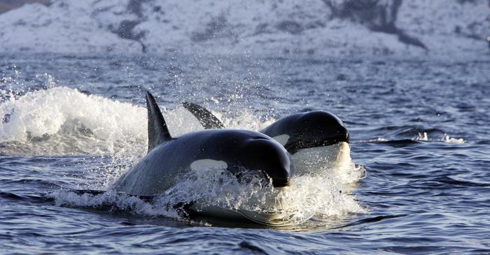 Orca se află în vârful lanțului trofic oceanic și nu are niciun prădător natural