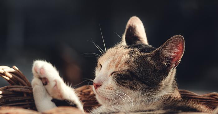 Pisicile dorm 15 ore pe zi din cauza instinctului primitiv de vânătoare