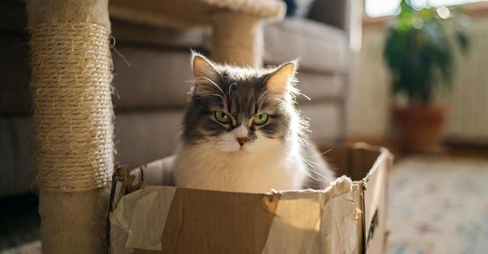 Pisicile preferă cutiile din carton din cauza instinctelor de prădător moștenite din sălbăticie
