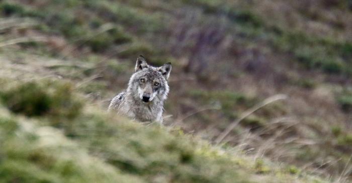 Populația de lupi din Europa a crescut cu 58% în ultimul deceniu, ajungând la 21.500 de indivizi