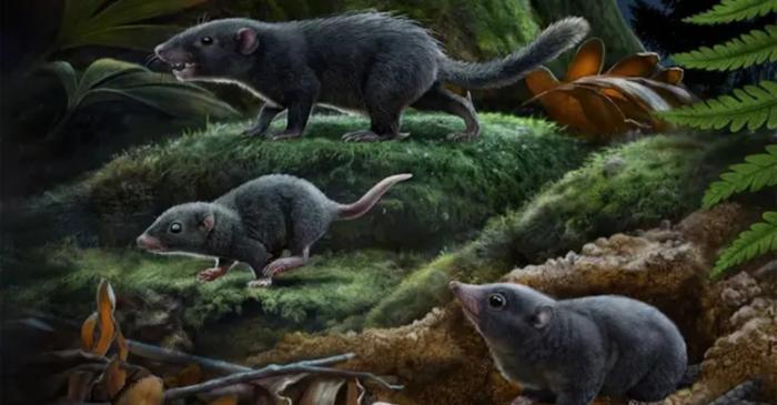 Primii mamiferi au folosit o blană închisă la culoare pentru a se ascunde de dinozauri