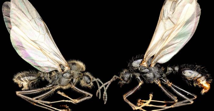 Regina unei specii de furnici clonează masculi dintr-o altă specie pentru a produce lucrătoare