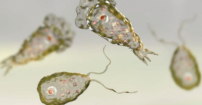 Schimbările climatice favorizează răspândirea amibei care distruge creierul uman