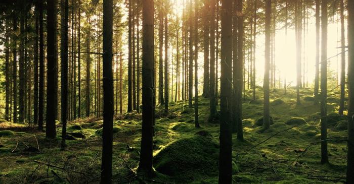 Tăierile rase din pădurile franceze acoperă doar 0,35% din suprafața forestieră națională